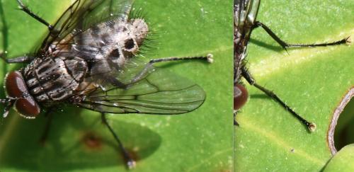 Réf. 318 655 : Helina evecta